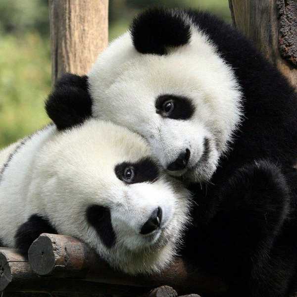 The Meaning Behind Statistics: The Population Sizes Of Endangered Species