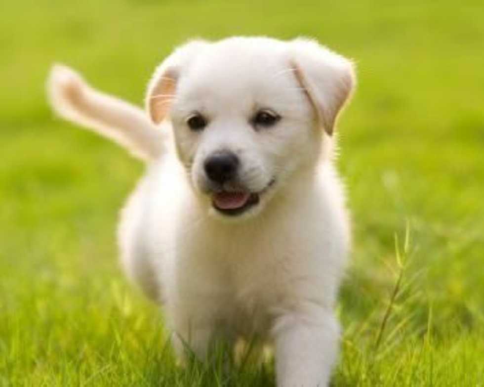 The 5 Different Ways We Think About Animals