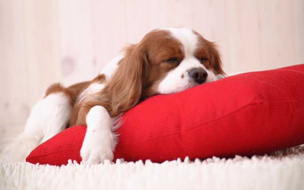 Lazy Days, You Know?