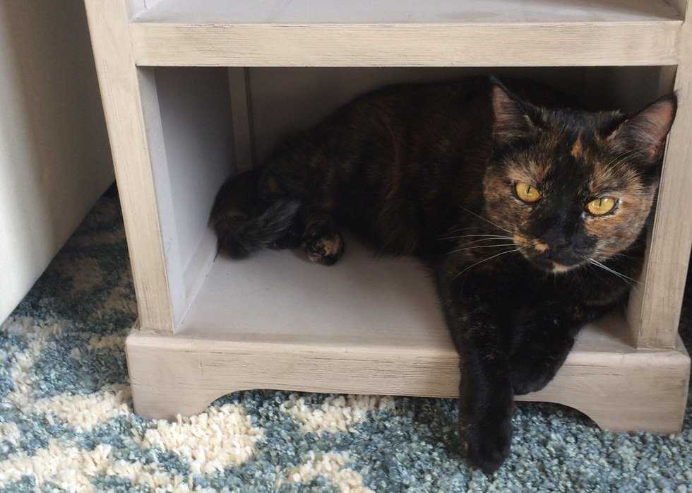 5 Unexpected Things Having A Pet Has Taught Me
