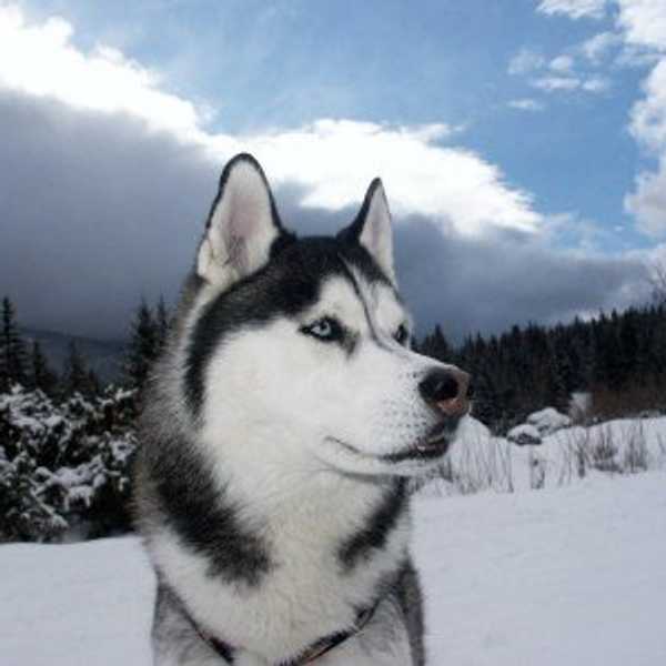 Dogs Still Bite