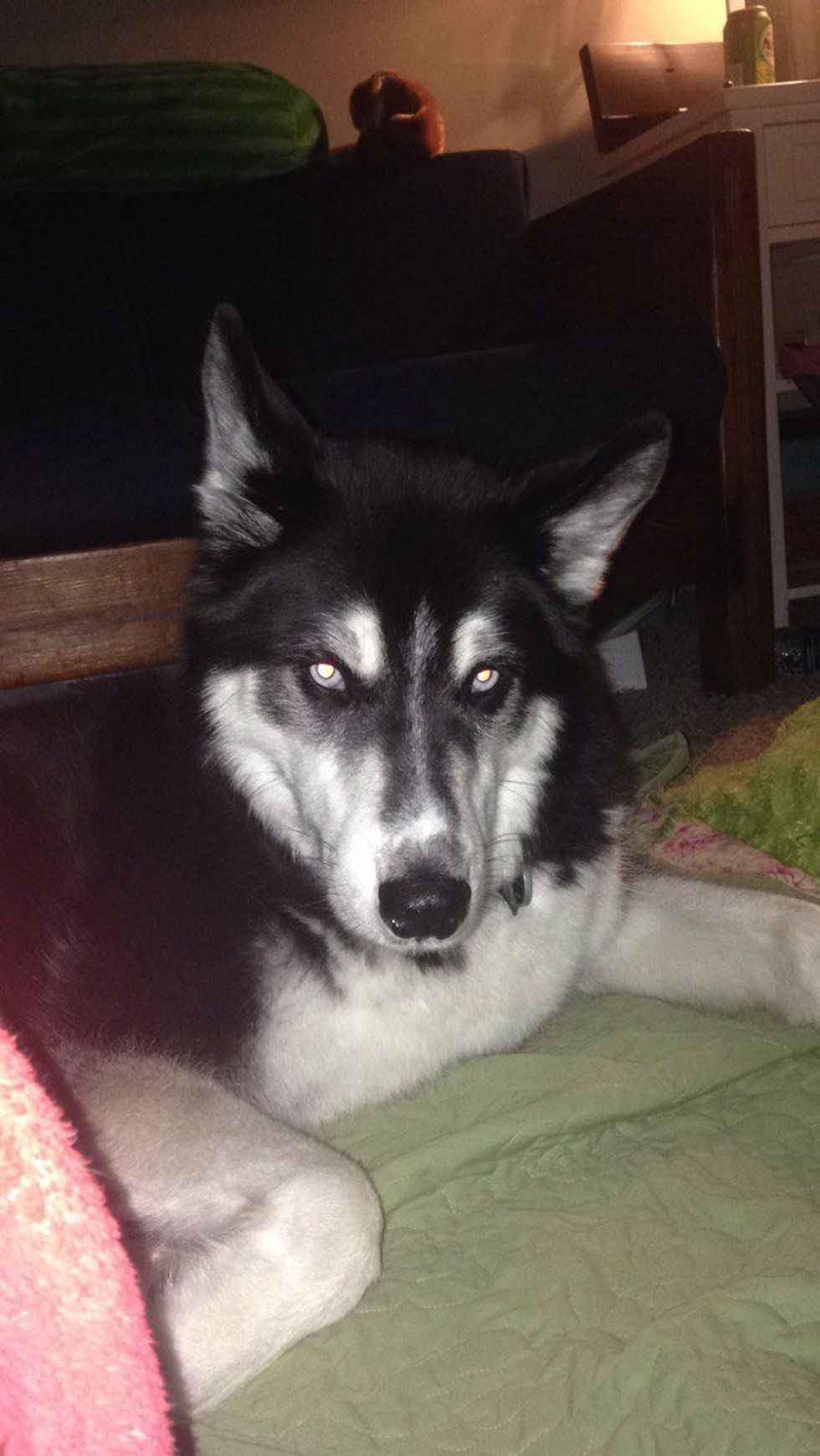 A Dog Is A Woman's Best Friend