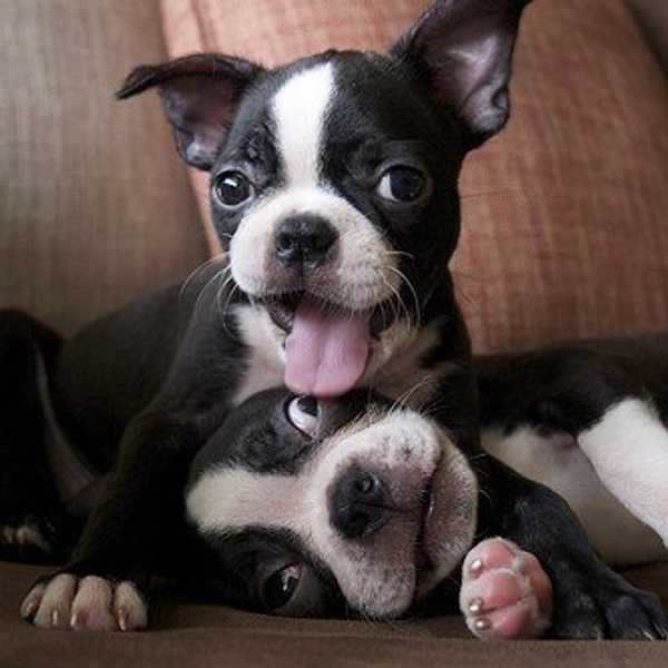 21 Reasons Why Having A Dog Is Better Than Having A Boyfriend
