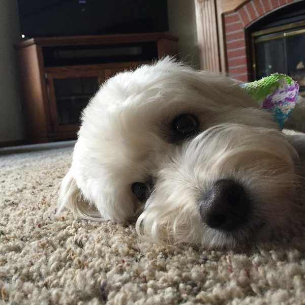 A Letter To My Dog While I'm Away At College