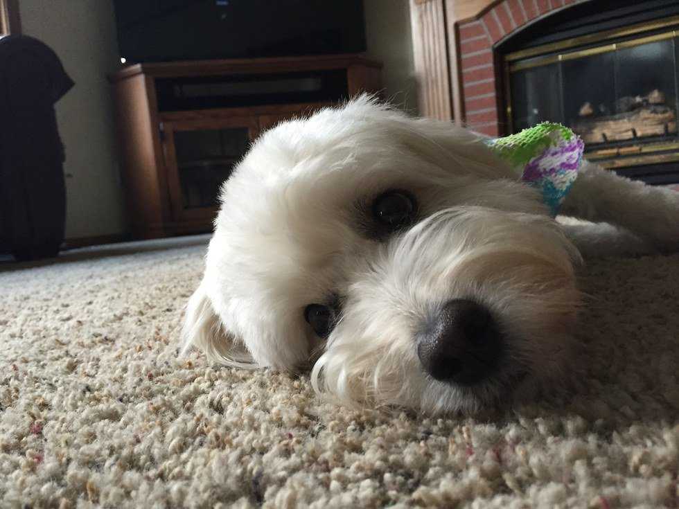 A Letter To My Dog While I'm Away At College