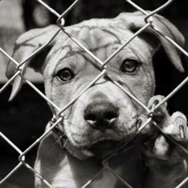 For The Dogs
