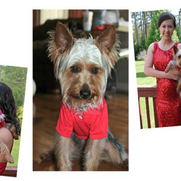 An Open Letter To All Pet Owners
