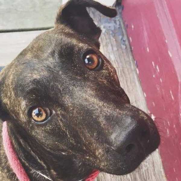A Rescue Dog Should Be Your New Best Friend