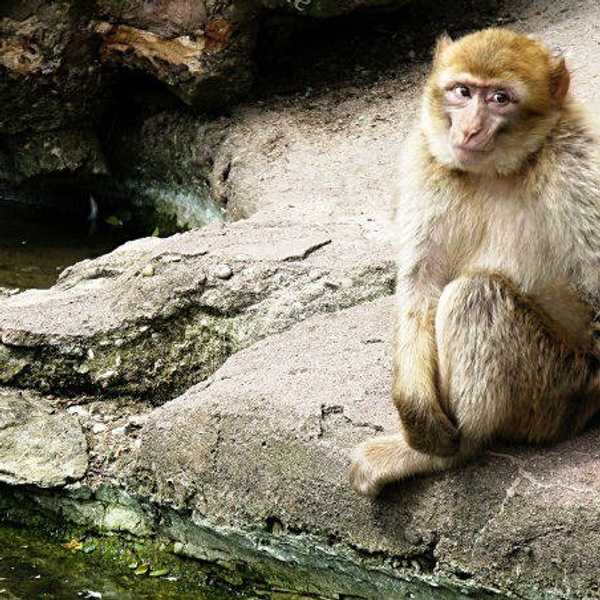 Costa Rica To Shut Down Its Zoos And Free Captive Animals