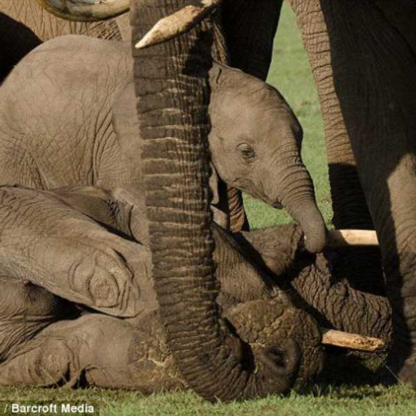 The War Against Ivory