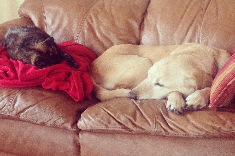 5 Ways To Cope Without Your Pet At School