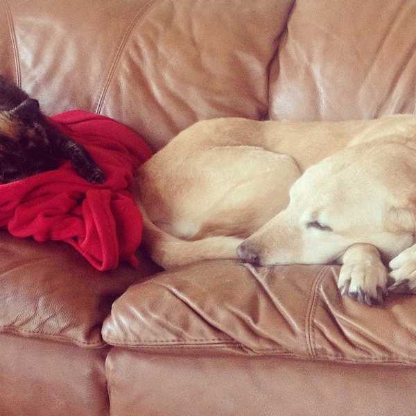 5 Ways To Cope Without Your Pet At School