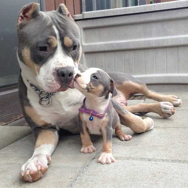 Don't Bully My Breed
