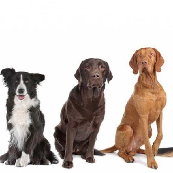 Six Things That Happen When You Are Obsessed With Your Dog