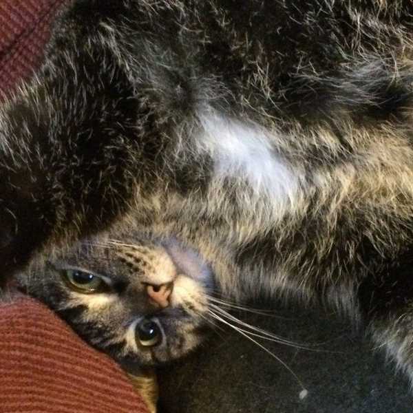 The Struggles Of Being A Cat Person