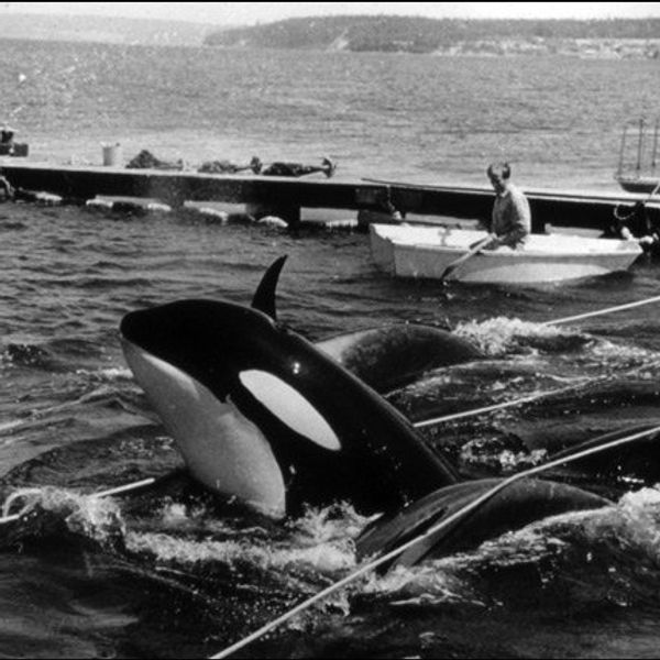 Orca Captivity: Much More Than We Think