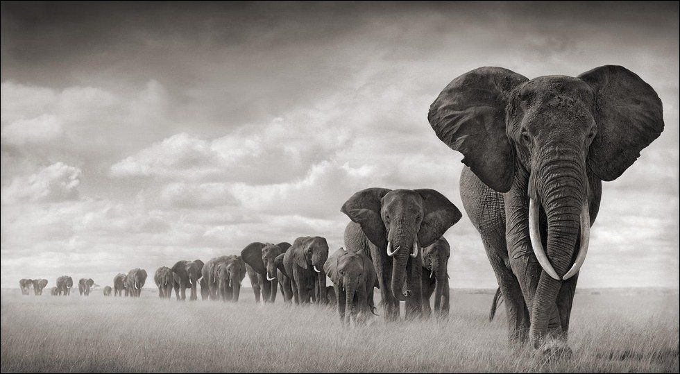 Saving Our Elephants: Saving Our Planet
