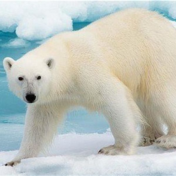 Dear Humanity, A Letter From A Polar Bear