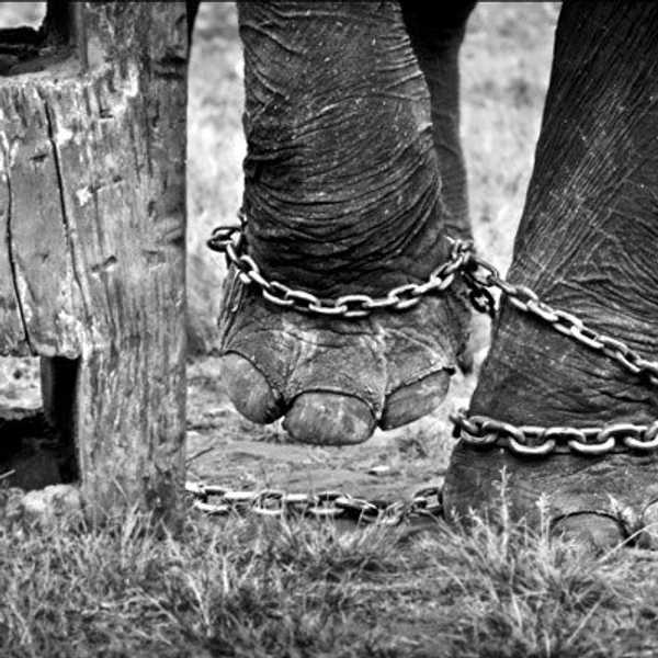 Elephants: A Past Laden With Abuse, A Future Full Of Hope,