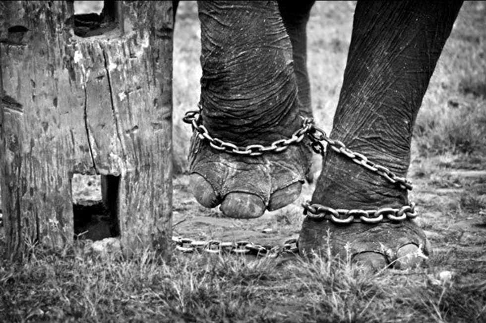 Elephants: A Past Laden With Abuse, A Future Full Of Hope,