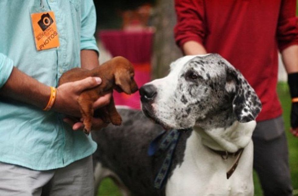 Five Reasons Dogs Rock Your Socks Off