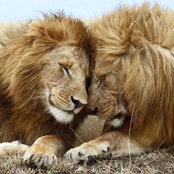 Humane Vs Inhumane The Inhumane Treatment Of Animals | The Odyssey Online