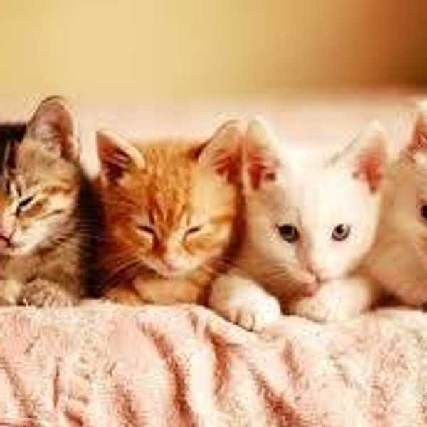 The 5 Emotions Everyone Goes Through When Getting A New Pet