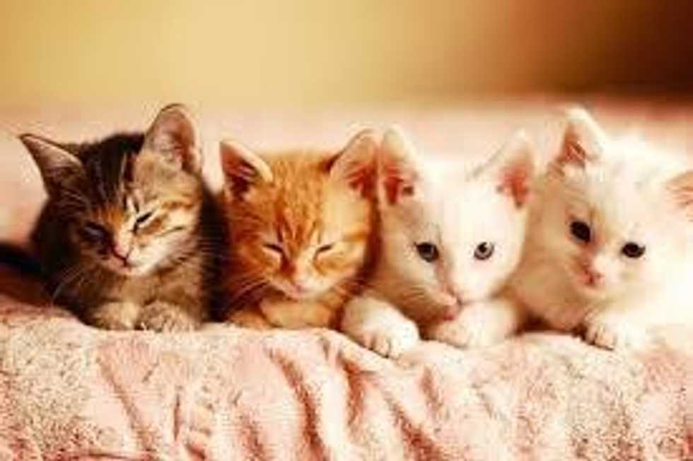 The 5 Emotions Everyone Goes Through When Getting A New Pet