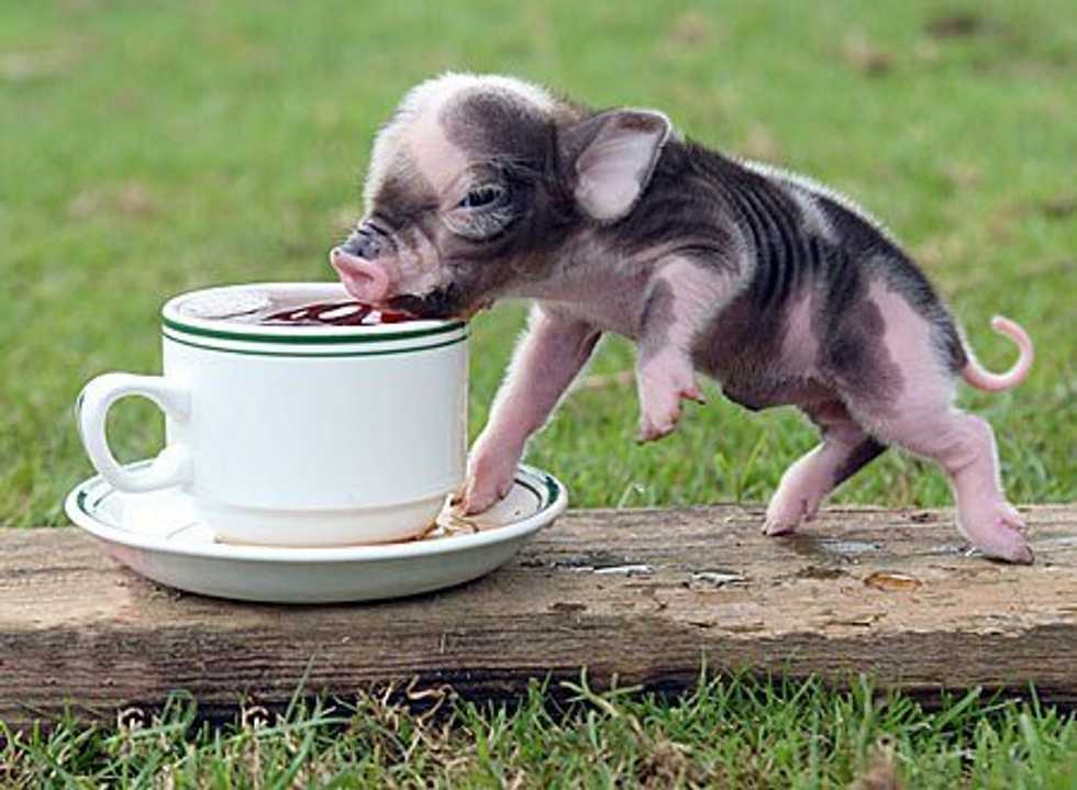 Growing Up Vegetarian In The South