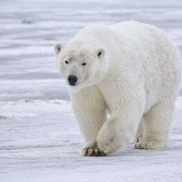 Congress and Lobbyists Are Going to Destroy Polar Bear Genitalia