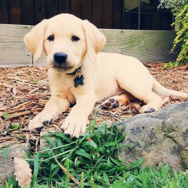 Inside The Mind Of A Dog-Loving College Kid