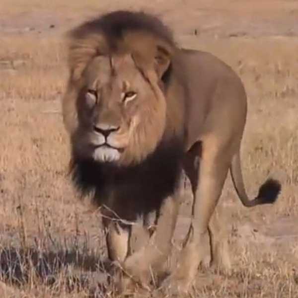 Why Cecil The Lion's Death Matters