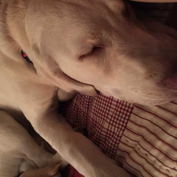 10 Things That Happen When You Become the Big Sister...To A Dog