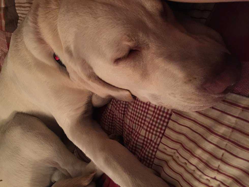10 Things That Happen When You Become the Big Sister...To A Dog