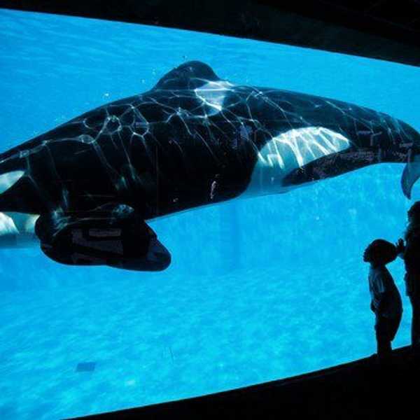 It's Time For SeaWorld To Stop Holding Whales In Captivity