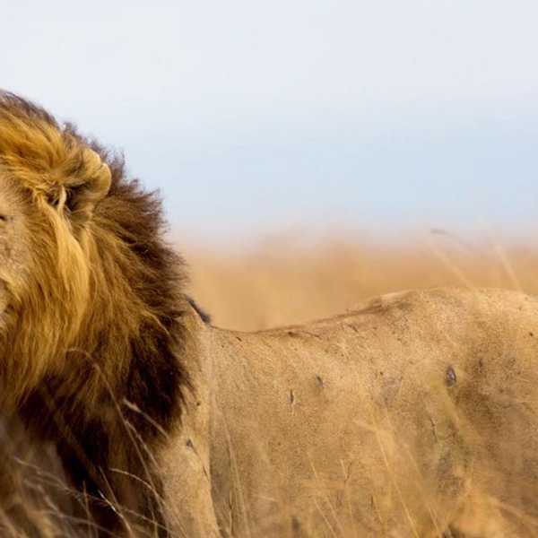 Death of a King