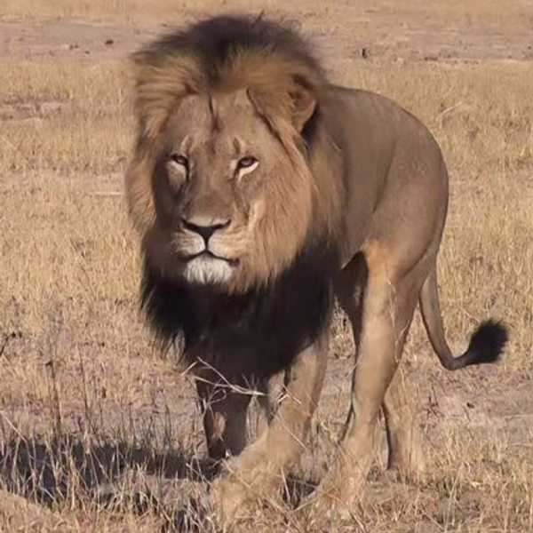Equality Of Humans And Animals