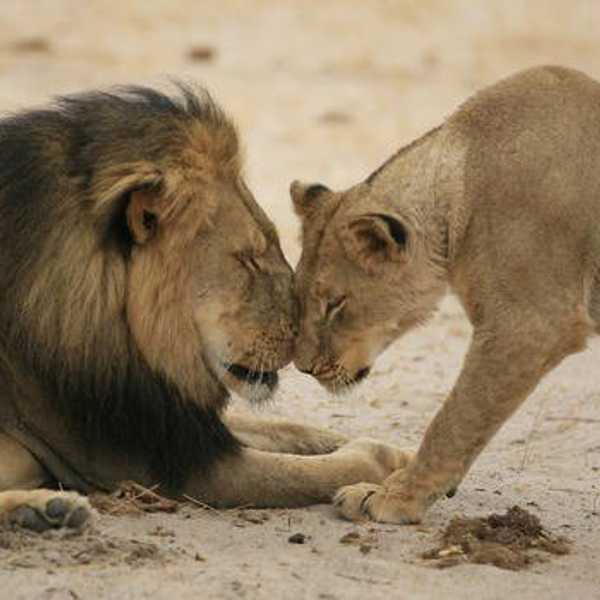 Cecil: The Lion King