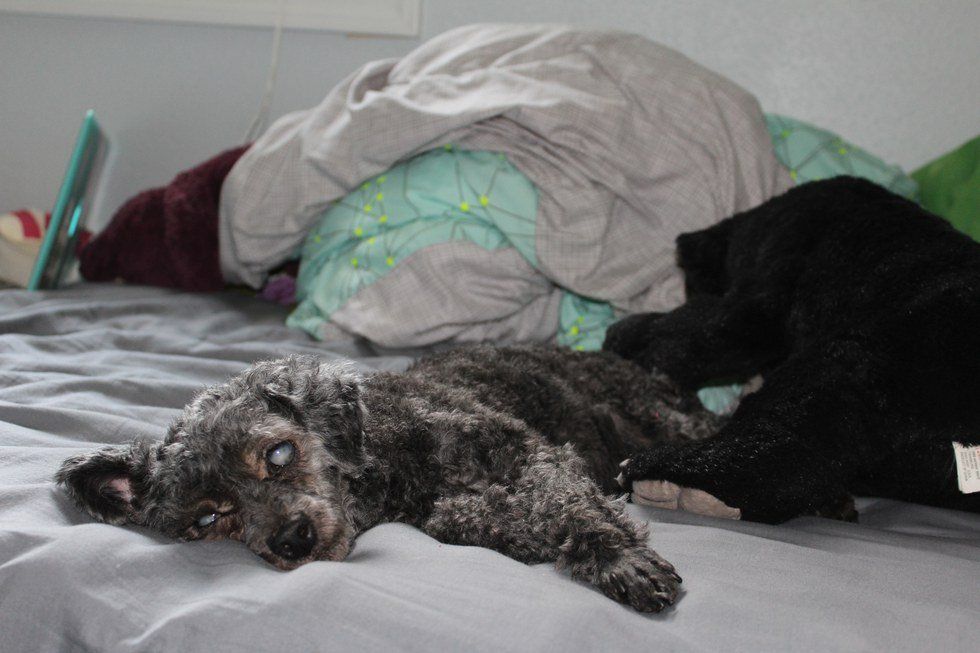 An Open Letter To Man's Best Friend