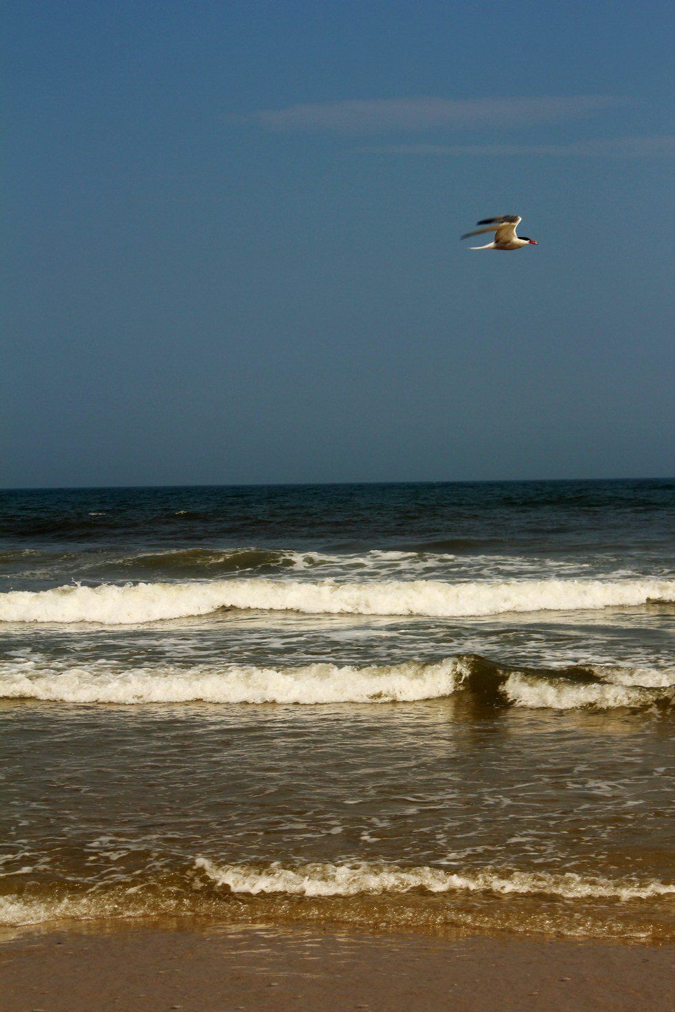 Sharks Taking a Bite Out of Summer Fun
