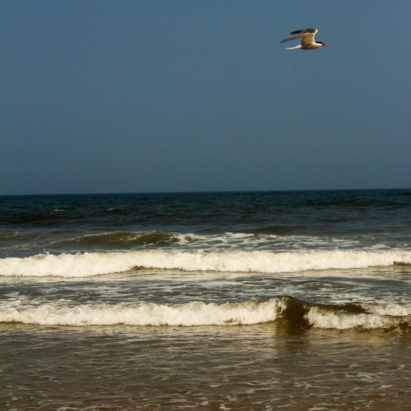 Sharks Taking a Bite Out of Summer Fun