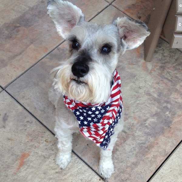 An Open Letter To My Dog