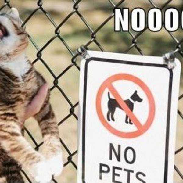 Six Ways To Get Around The Rule Of No Pets Allowed In Your Dorm