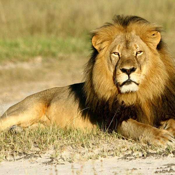 Cecil The Lion And What Poaching Reveals About Humanity