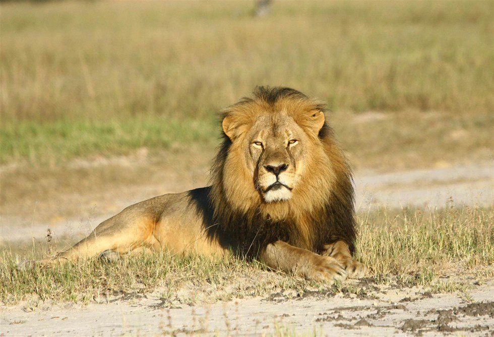 The Killing Of Cecil The Lion