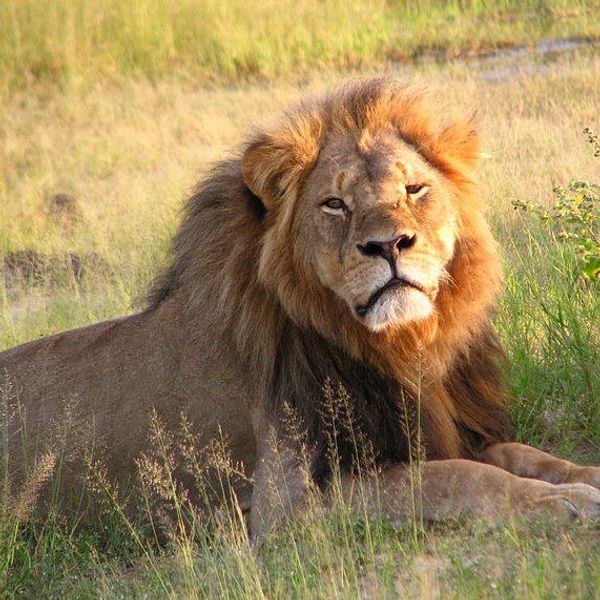 The Dark Side Of Hunting Cecil The Lion