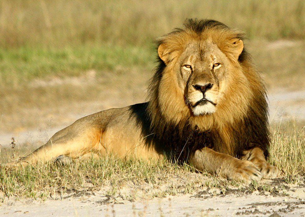 The Importance of Cecil
