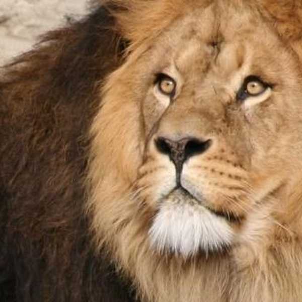 Cecil The Lion: The Cause Of People Coming Together To Protect The Wild