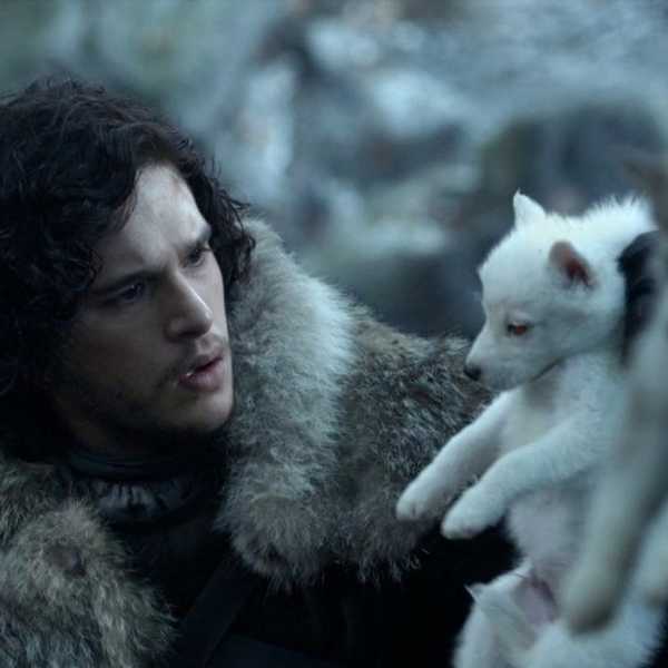 Why Does The Dog Have To Die?