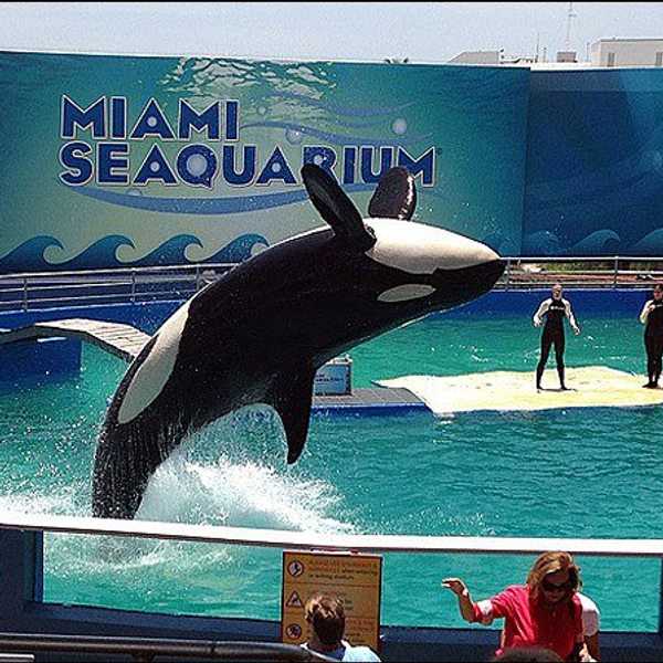 Lolita: The Oldest Captive Killer Whale